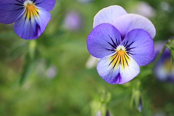 pansy, blossom, bloom, plant, nature, garden, close Up, flower Wallpaper, blue, flower, spring