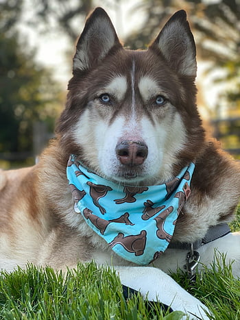 Siberian Husky, bandana, blue eyes, outdoors, grass, pet fashion, animal portrait, close up photos, dog breed, domestic dog, nature