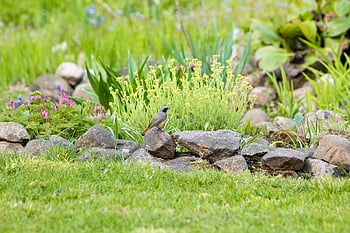 pták, redstart, společný redstart, zahrada, trávník, tráva, Příroda, phoenicurus phoenicurus, pravý rehek zahradní