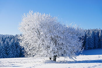 vinter-, träd, frost, snö, kall, vinterlandskap, natur, landskap, vinter magi
