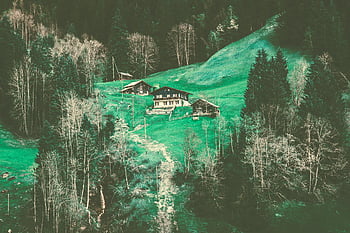 Svájci faházak, Grindelwald, svájc, alpesi erdő, hagyományos faházak, buja erdő, zöld levélfa, fehér festék, festői kilátás, hegyi táj, faházi házak