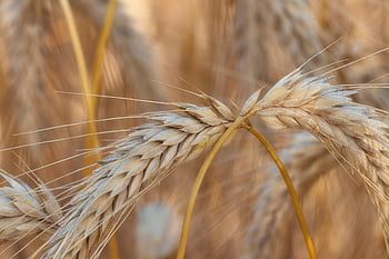 gerste, πιο ζεστό, feld, Getreide, ernte, καλαμπόκι, χολμ, ähren, σούτου, φυσικό, οργανισμός