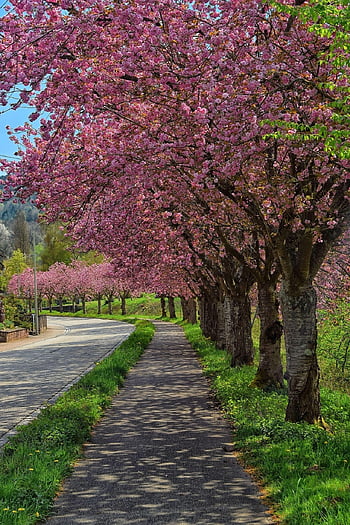 cherry Blossom Tree-lined Avenue, road, pink, spring, gorgeous, nature, landscape, meadow, sun, natural, trees