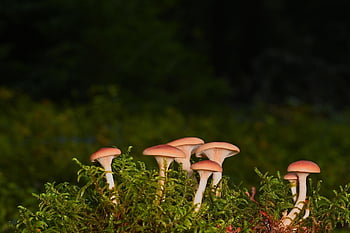 sienet, levyn sieni, sammal, metsäpohja, pudota, luonto
