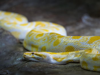 albino burmesisk python, burmese python, orm, natur, djur-, reptil, vilda djur och växter, pytonorm, gul, gult och vitt, albino