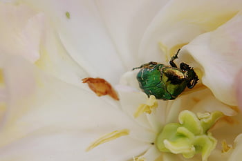 rose Beetle, common Rose Beetle, beetle, shiny Gold Rose Beetle, insect, animal, dazzling, blossom, bloom, rubber Stamp, fauna