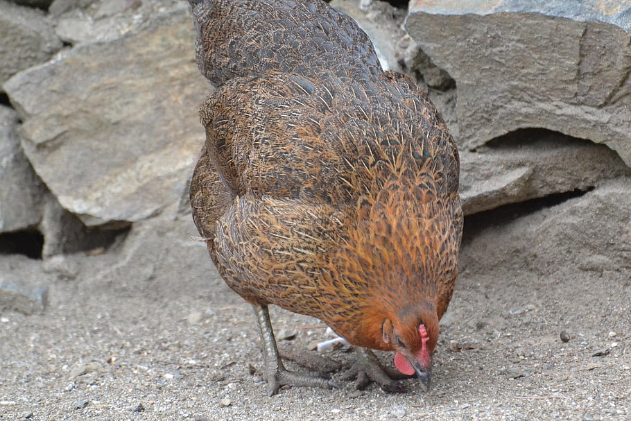 pollo, pollame, stia, animale, animale da fattoria, ksa, India, persone, Stati Uniti d'America, dir, Giappone