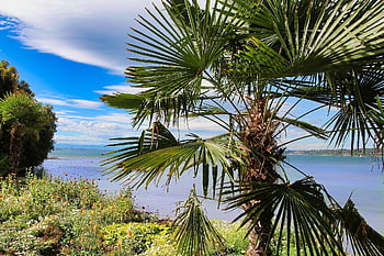 jezero konstanty, mainau, výlet, cestovní ruch, prohlížení památek, ostrov