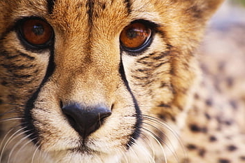cheetah, predator, animal, wildlife, nature, mammal, carnivore, wild, fast, hunter, africa