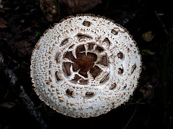 Amanita Karea, víčko, konvexní, Plano-Convex, depresivní střed, Šedá sépie, viscid, ploché bradavice, soustředné vlnky, bílé maso, Myší šedá