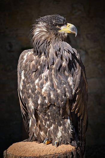pták, raptor, portrét, dravý pták, peří, divoké zvíře, zvířecí portrét, zvíře, Příroda, živočišného světa, volně žijících živočichů