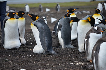 pinguini, Isole Falkland, nido, isola, pulcini, selvaggio, natura