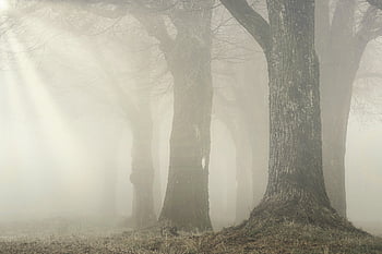 forest, trees, fog, nature, landscape, woods, foggy, cold, light, light Rays, mist