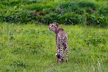 ghepardo, animale domestico, natura, animale, predatore, mammifero, gatto, safari, Africa, selvaggio, zoo