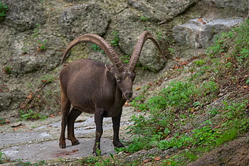 Kozoroh, rohy, zvíře, Příroda, vysokohorský, Rakousko, zoo, Salzburg