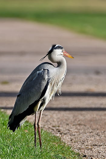 grey Heron, heron, park, meadow, path, nature, bird