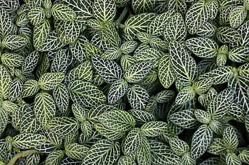 listy, botanika, rostlina, tropický, zelené listy, Příroda