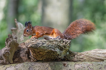 scoiattolo, animale, mammifero, roditore, albero, coda folta, pelliccia, natura
