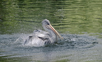 pelikán, jezero, brodivý pták, Příroda, pták, anatidae, vodní pták, vodní ptáci, rybník, živočišného světa, volně žijících živočichů