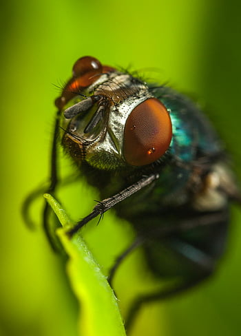 fly, green leaf, close-up, housefly, red eyes, insect, macro photography, nature, wildlife, outdoor, entomology