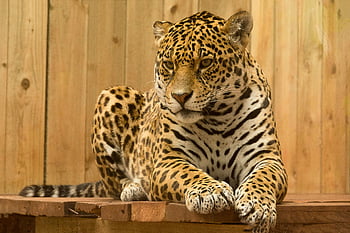 macan tutul, bohong, naik, Platform Kayu, mantel berbintik, tatapan intens, merapatkan, Hewan yang megah, fotografi satwa liar, pemandangan alam