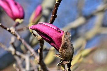 μαγνολία, δέντρο μανόλιας, Οικογένεια Magnolia, λουλούδι μανόλιας, άνθη, ροζ, Άνοιξη Bloomers, μπουμπούκι, ανθίζω, φυτό, φύση