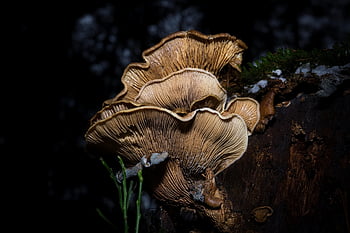 oyster Mushrooms, mushrooms, fungi, nature, night, dark, forest, closeup