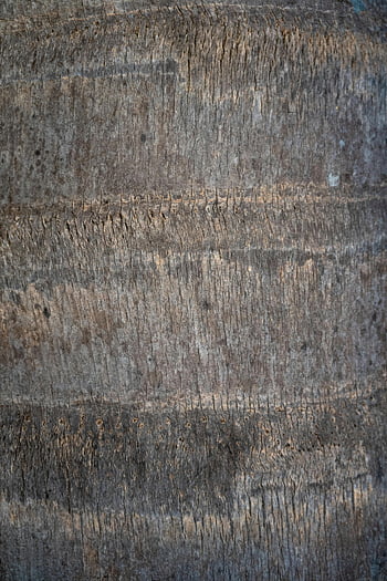 hnědý kmen stromu, detailní fotografie, Podrobný pohled, kůra stromu, přírodní textura dřeva, Dřevěné vzory, strom textury, Vzory kůry, přirozené vzory, dřevo, detail stromu