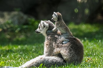ring Tailed Lemur, lemur, cub, animals, puppy, baby Lemur, wildlife, mammals, nature
