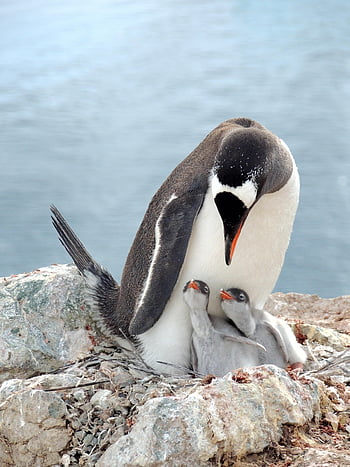 gentoo Penguin, penguin, bird, animal, baby Penguin, chick, wildlife, fauna, nature, antarctic