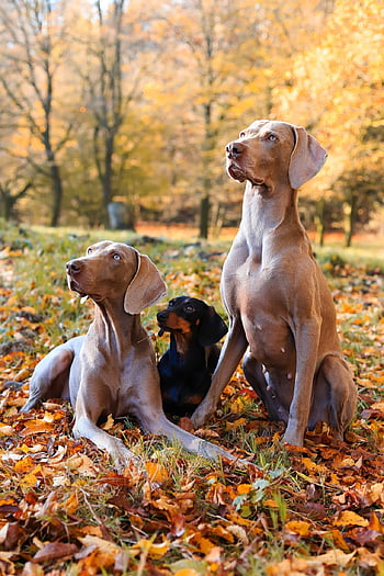 psů, Weimaraners, jezevčík, domácí zvířata, zvířat, Příroda, loveckých psů, les, podzim, portrét