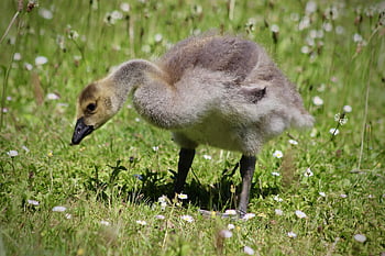 goslings, canada Goose, chick, fluff, water Bird, young, gosling, fluffy, meadow, daisy