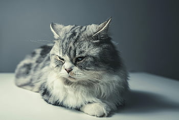 srebrny pręgowany kot, szary i biały kot, Close Up Cat, kot odpoczywający, neutralne tło, puszysty kot, portret kota, fotografia kota, fotografia zwierzęca, kot odpoczywa, zbliżenie kota