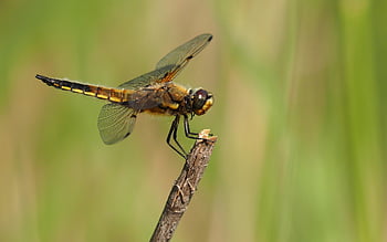 Brown and Black Dragon Fly, macro shot, dragonfly, intricate details, wings, body, resting, branch, stunning, nature, insect