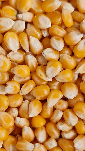 kukuřice, obilná zrna, popcorn