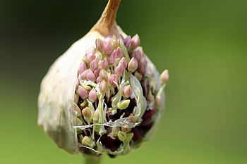 allium, květinové tapety, pórek, okrasné cibule, pórek květ, květinový míč, pupen, Příroda, květinové pozadí, pór skleník, zahradní rostlina