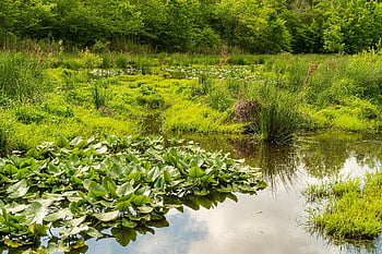 wetlands, wetland Protection, wetland Conservation, swamp, pond, nature, water, marsh, landscape, moor, moorland