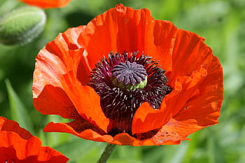 coquelicot, papaver, champ, jardin, Prairie, la nature, plante, rouge, fleur, Floraison, flore