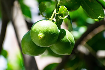 zelená, citrón, ovoce, citrus, čerstvý, jídlo, zdravý, napít se, limonáda, šťavnatý, salát