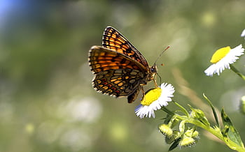 butterfly, insect, nature, butterflies, summer, flower Background, wings, insects, colorful, macro, yellow