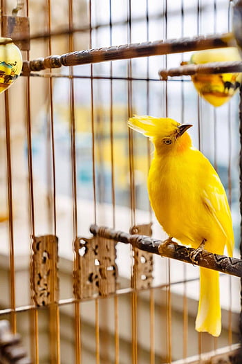 birds, pets, bird Cage, nature, animals, beautiful Birds, precious Birds, chim, loài Chim Đẹp, thiên Nhiên, chim Quý