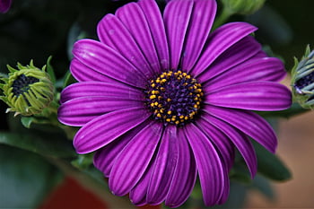 africké sedmikrásky, květ, rostlina, fialový květ, osteospermum, okvětní lístky, pupeny, divoká rostlina, jaro, zahrada, Příroda