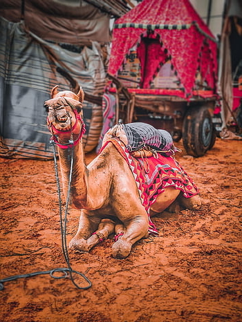 camel, animal, desert, sand, dunes, camel Saddle, mammal, sahara, safari, nature, pushkar Camel Fair
