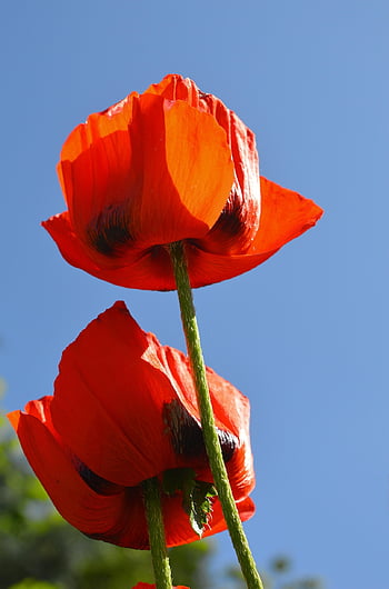 coquelicots, fleur, les plantes, fleurs rouges, pétales, Floraison, flore, papaver, printemps, jardin, la nature