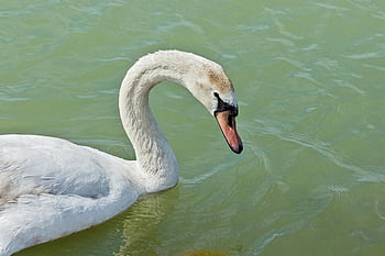 swan, bird, white Swan, neck, beak, head, swim, portrait, elegant, feathers, water