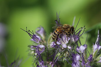 včela, včela příteli, phacelia, všívané krásné, všívaná květina, včelařská rostlina, včelí med, opylování, entomologie, hmyz, květ
