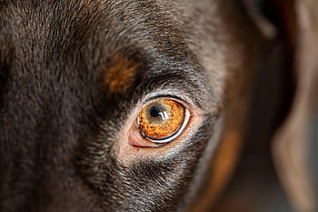 dog, nature, eye, head, pet, animal, domestic dog, canine, mammal, focus, best friend