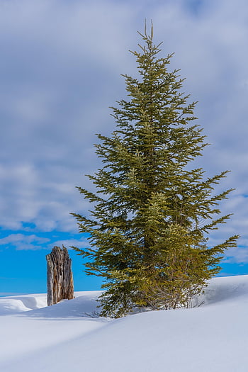 fir Tree, snow, winter, wintry, landscape, heaven, nature, tree
