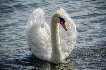 swan, mute Swan, water Bird, white, swim, elegant, plumage, schwimmvogel, water, nature, lake