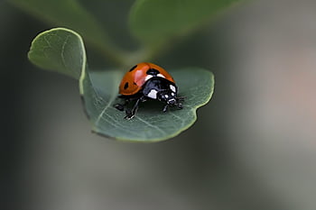 πασχαλίτσα, σκαθάρι, φύλλο, έντομο, coccinellidae, φυτό, φύση, macro, closeup